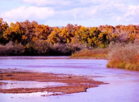 The Rio Grande flows through the middle of Albuquerque and shows off its fall colors in the old bosque Cottonwood trees.