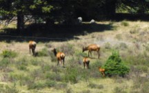 Elk at the Caldera