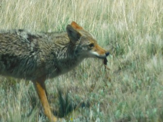 Caldera Coyote